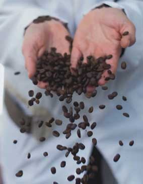 The Java Coffee Company
