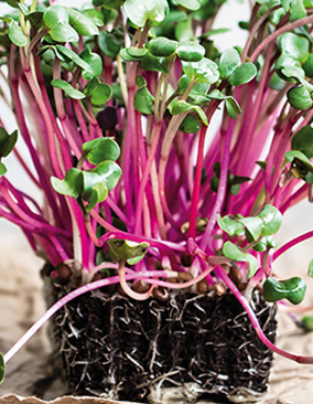 Tuinplus